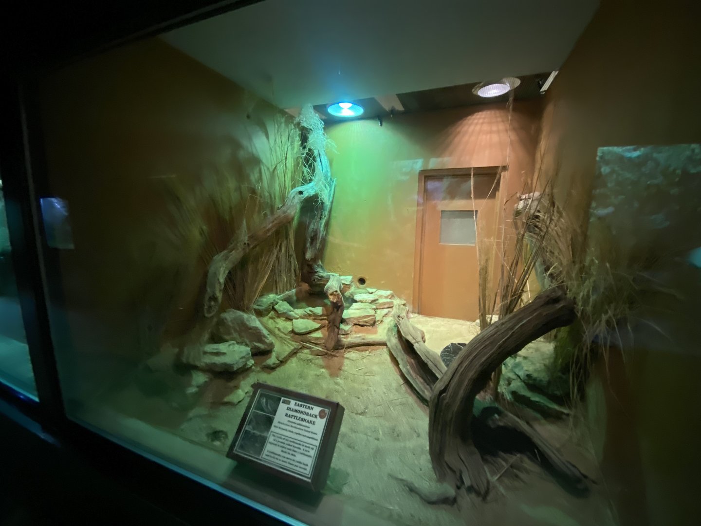 Reptile House - Eastern diamondback rattlesnake exhibit 280423