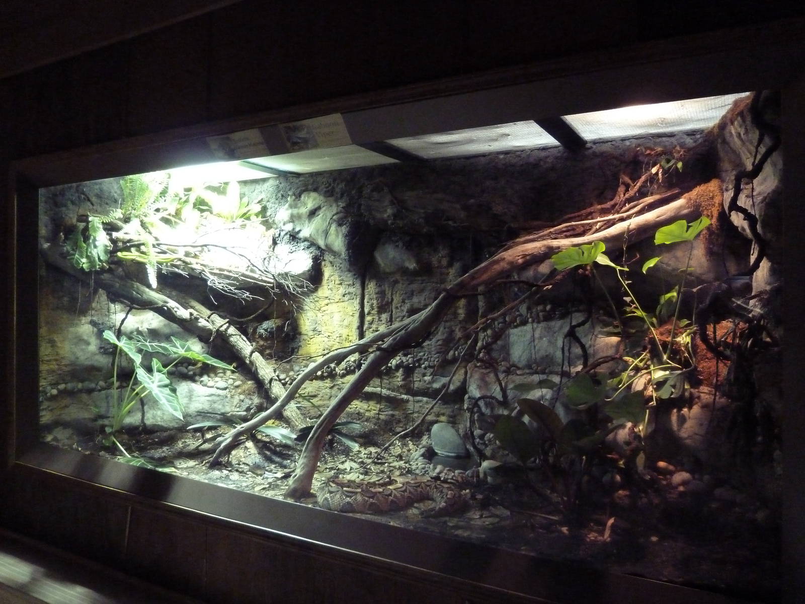 Reptile House - Eastern Green Mamba/Gaboon Viper Exhibit