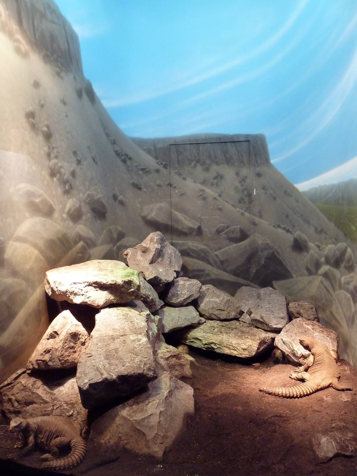 Reptile House - Egyptian Dab Lizard Exhibit