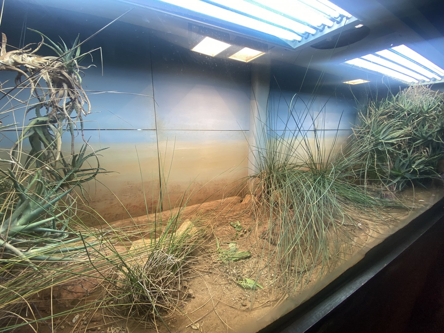 Reptile House - Egyptian tortoise exhibit 040822