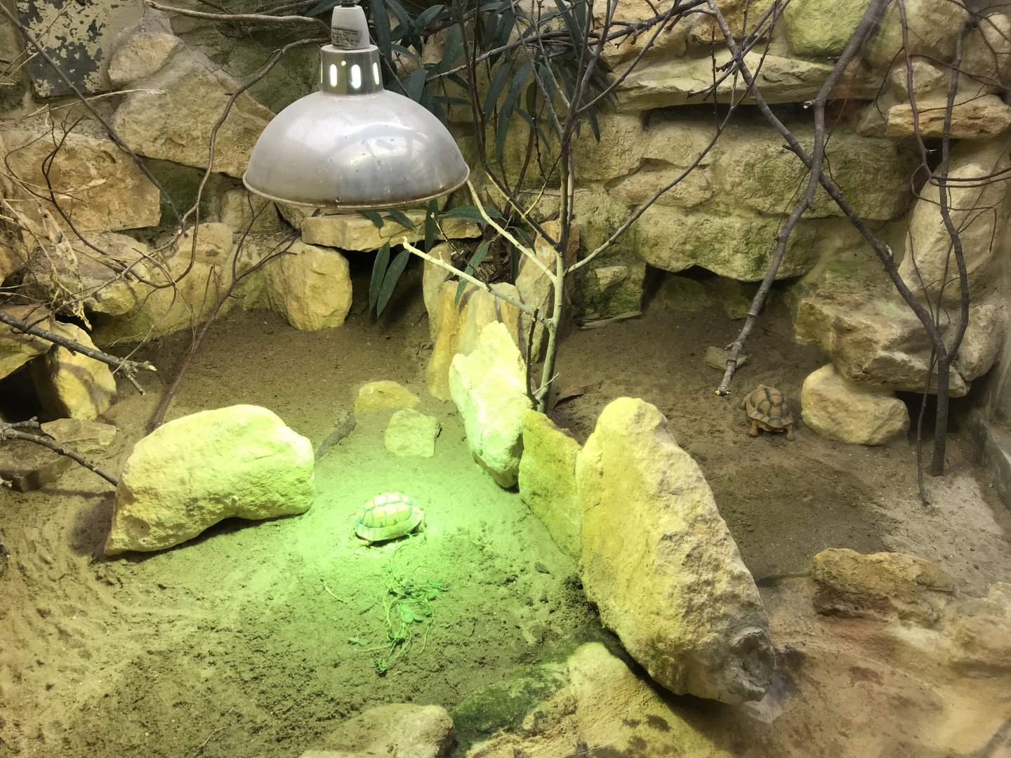 Reptile House - Egyptian tortoises 261018