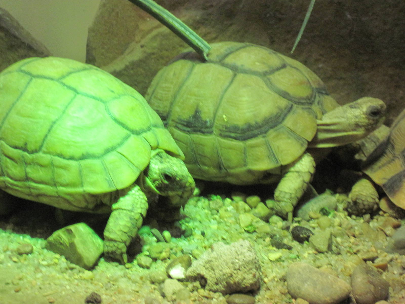 Reptile House-Egyptian Tortoises