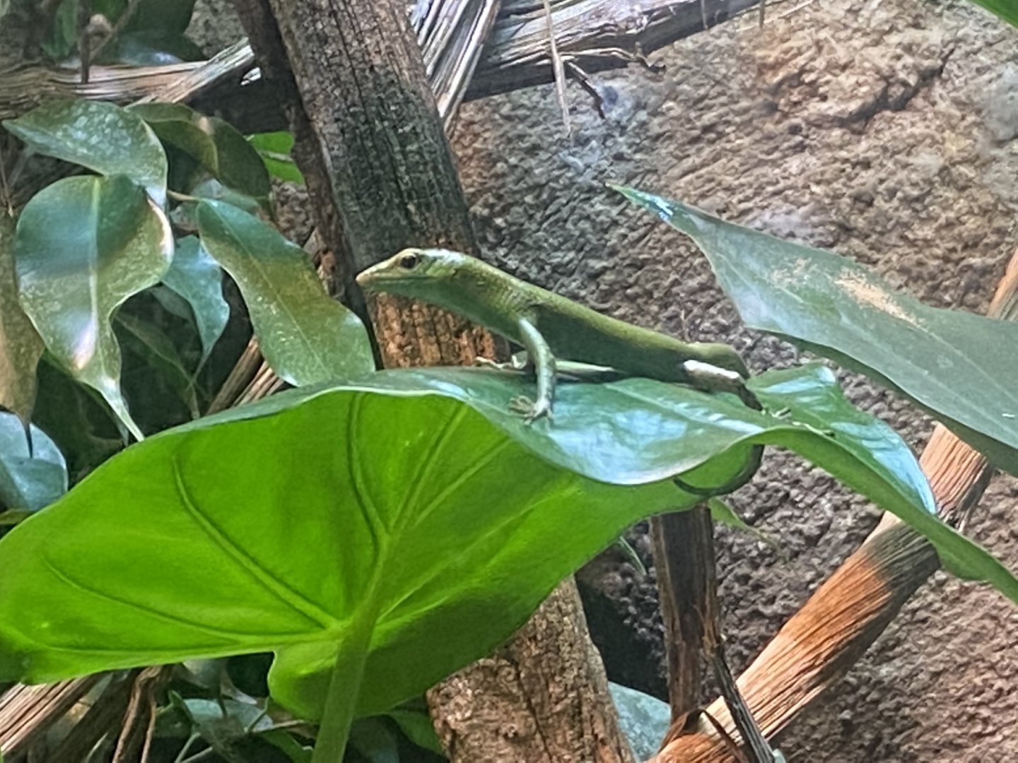 Reptile House - Emerald skink 040822