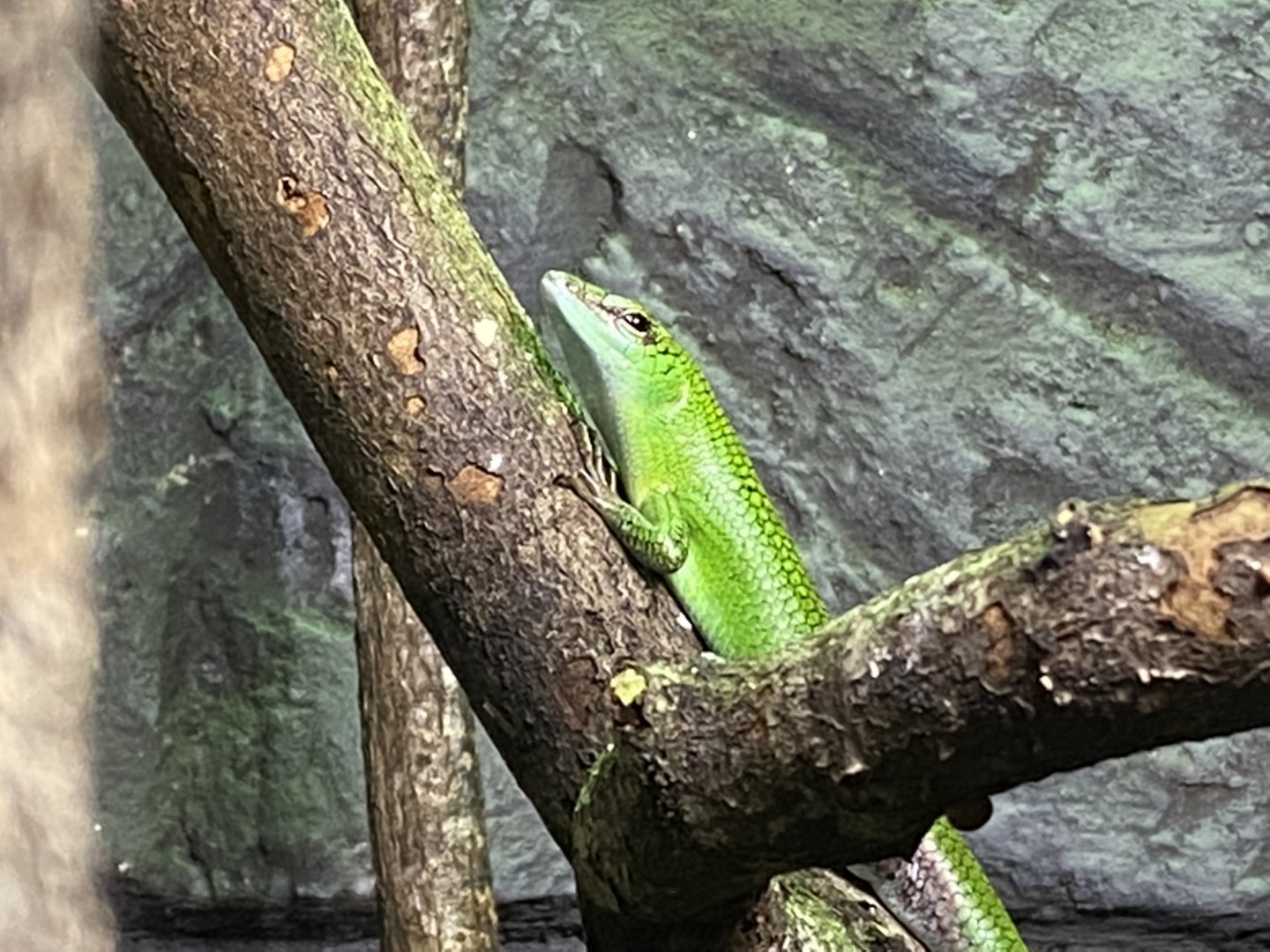 Reptile House - Emerald skink 280222