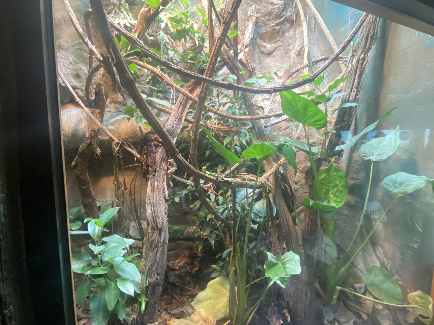 Reptile House - Emerald skink exhibit 040822