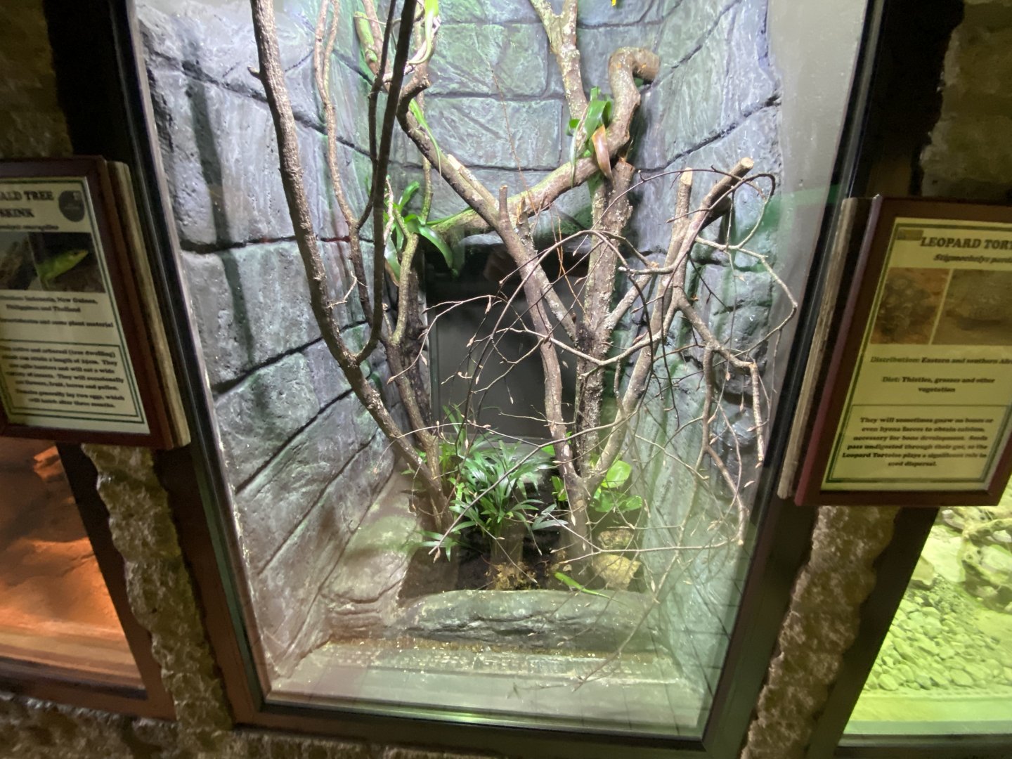 Reptile House - Emerald skink exhibit 280222