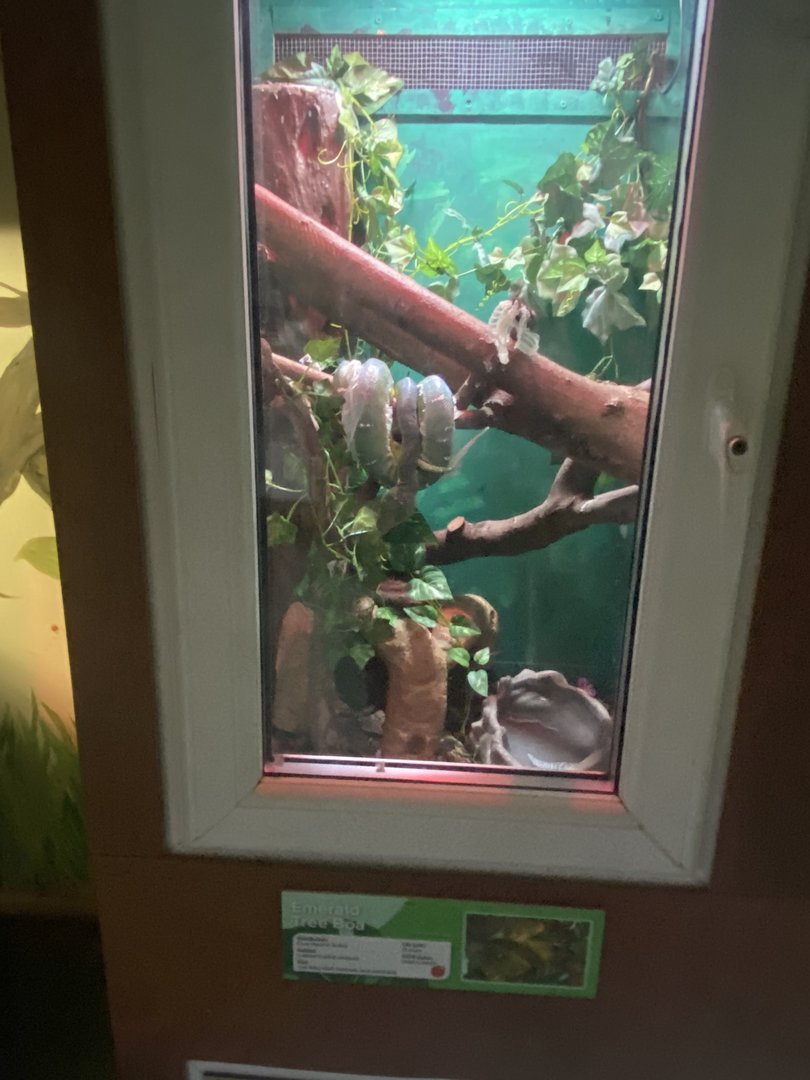 Reptile House - Emerald tree boa exhibit 231022