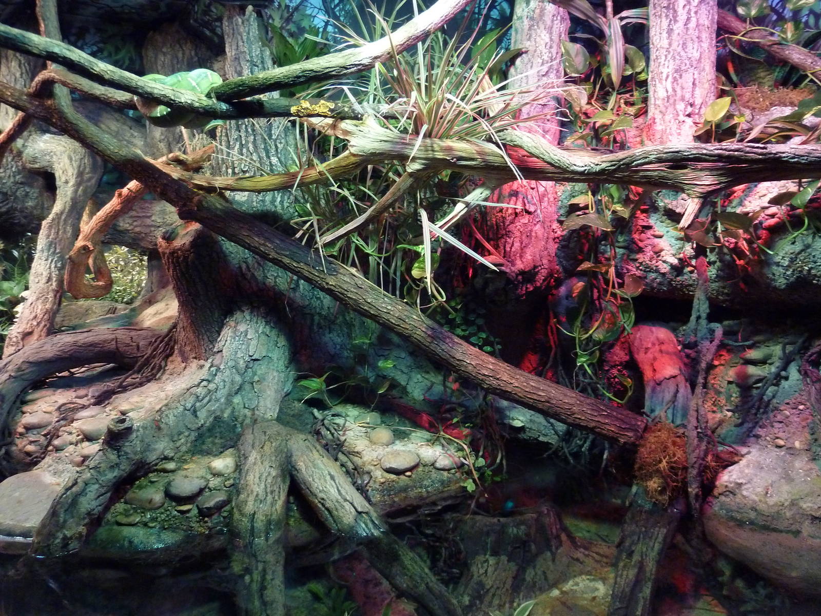 Reptile House - Emerald Tree Boa Exhibit