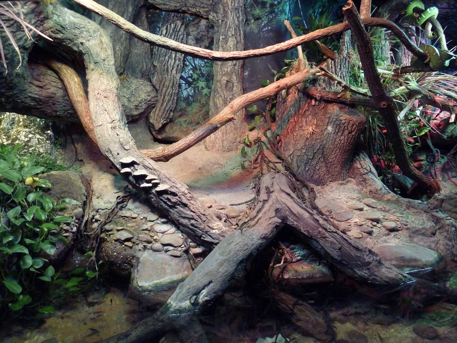 Reptile House - Emerald Tree Boa Exhibit