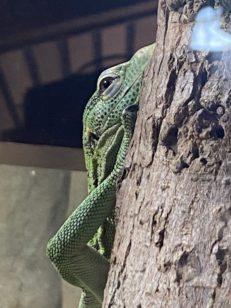 Reptile House - Emerald tree monitor 010721