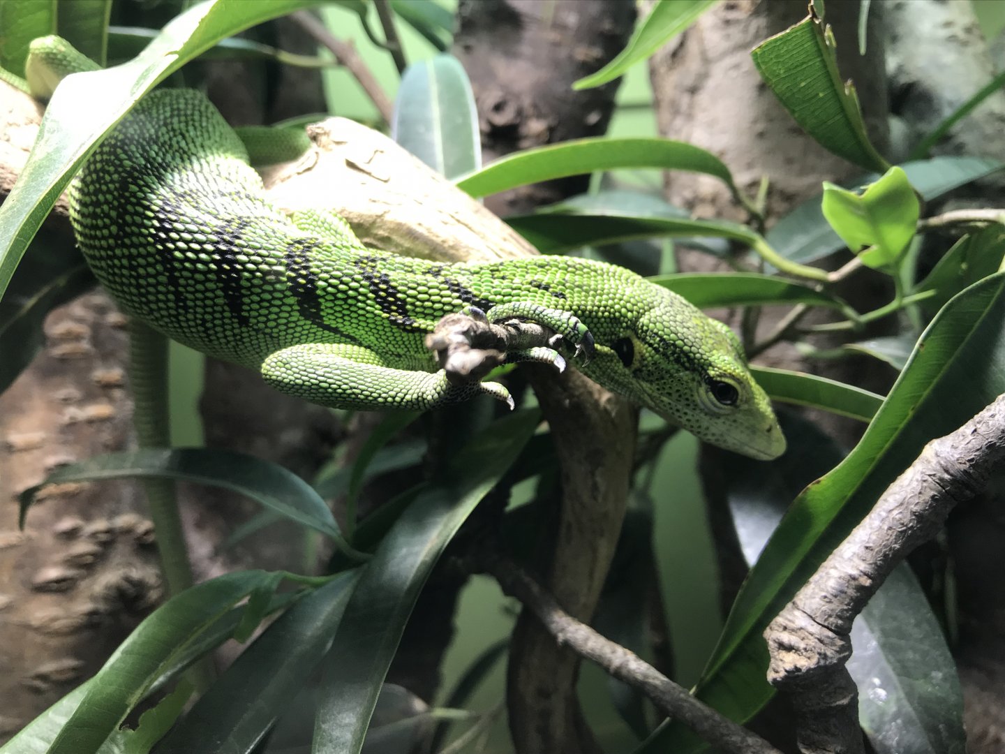 Reptile House - Emerald tree monitor 261018