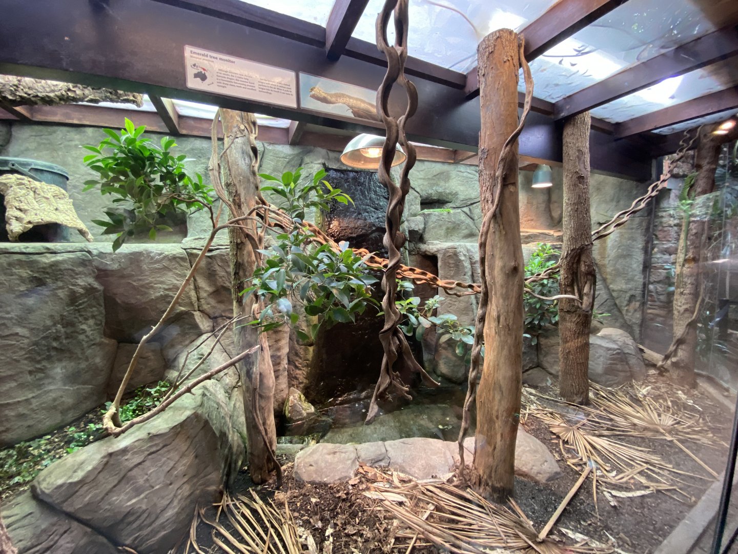 Reptile House - Emerald tree monitor exhibit 010721