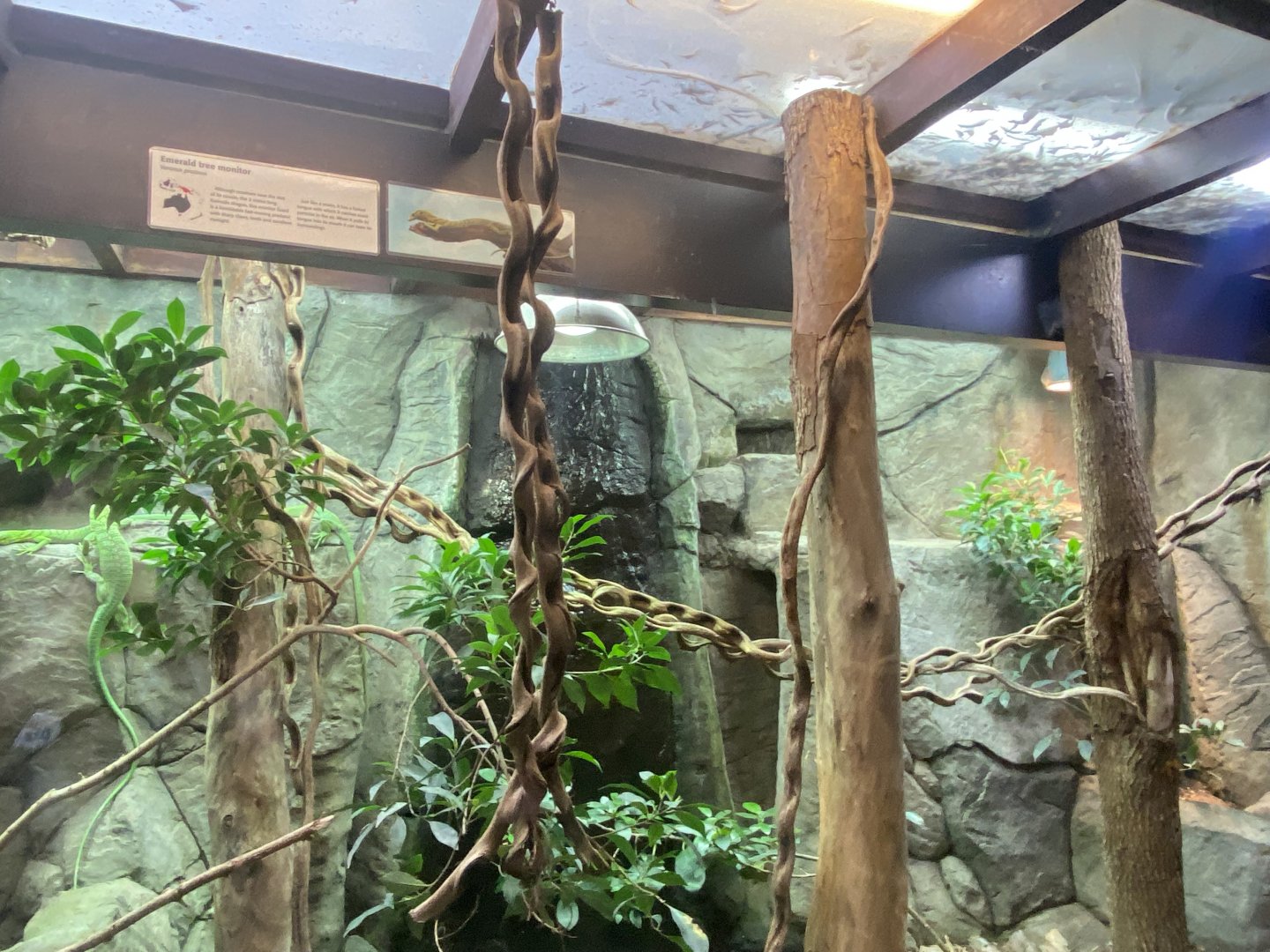 Reptile House - Emerald tree monitor exhibit 190622