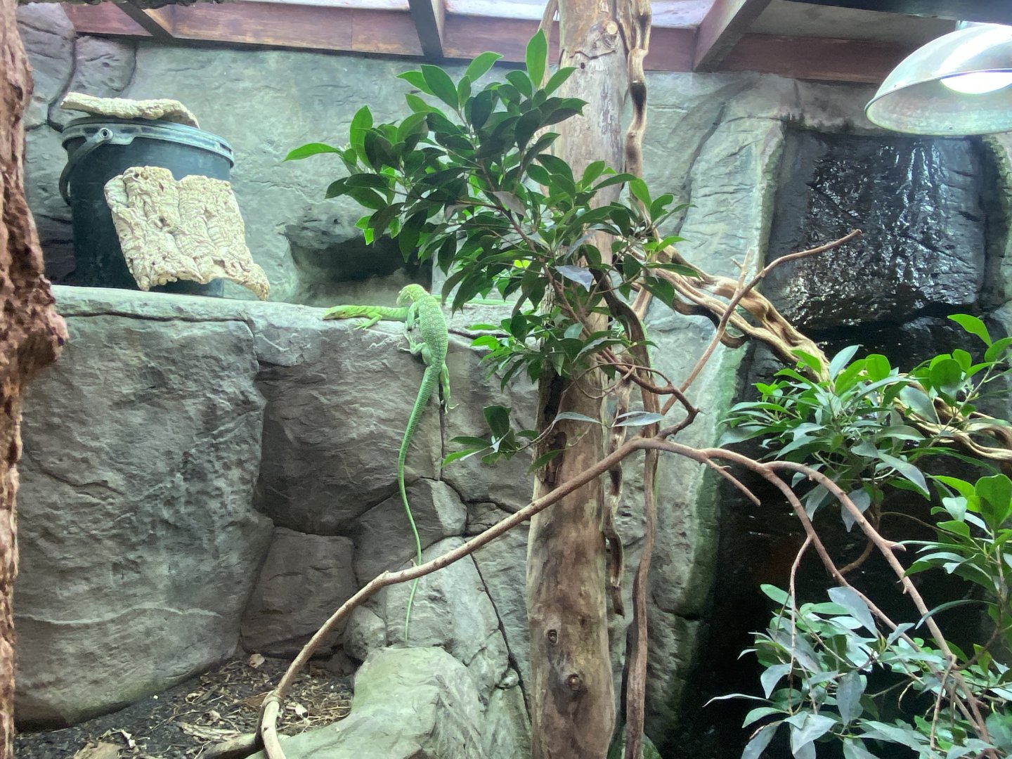 Reptile House - Emerald tree monitor exhibit 190622