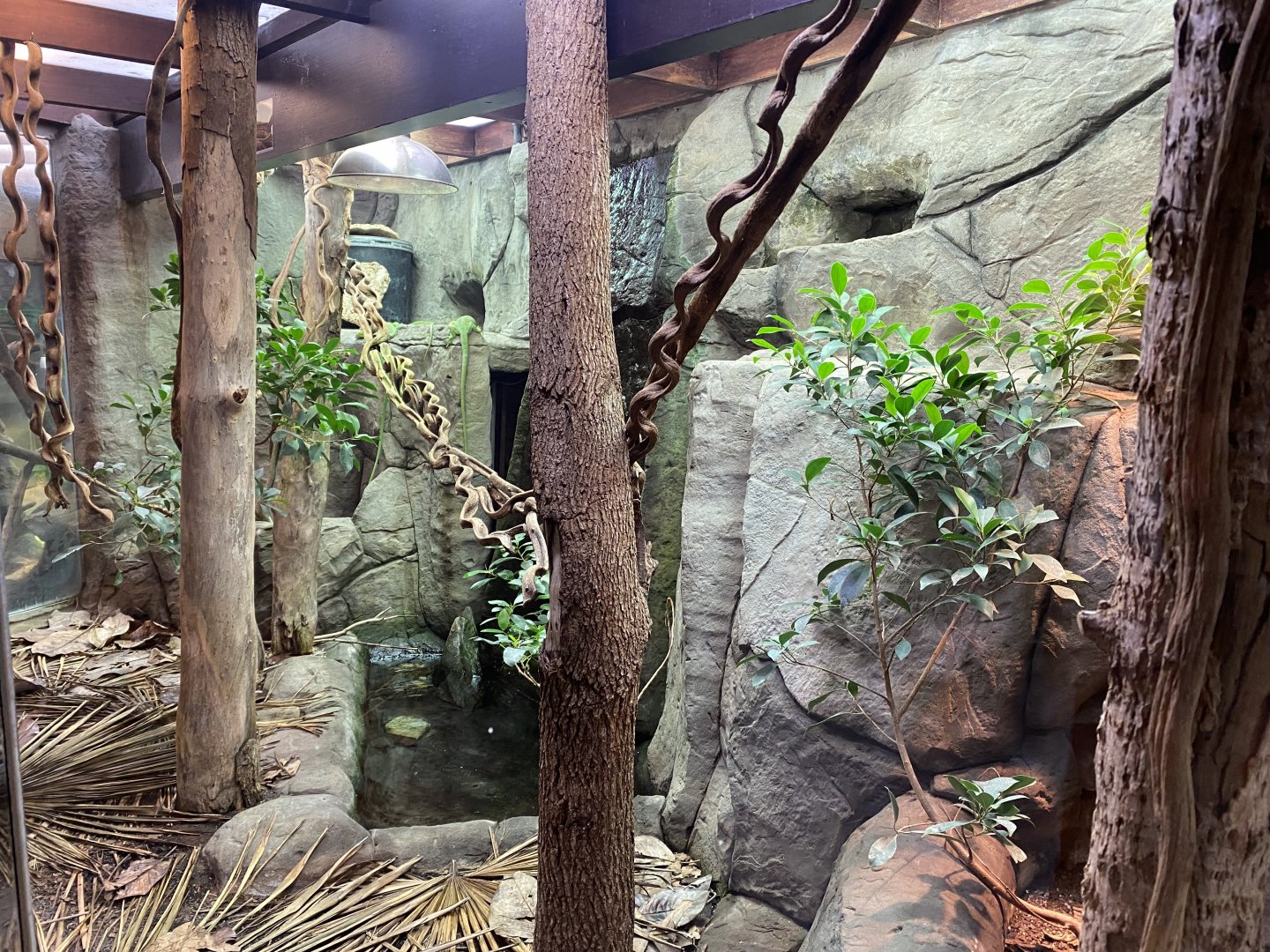 Reptile House - Emerald tree monitor exhibit 190622