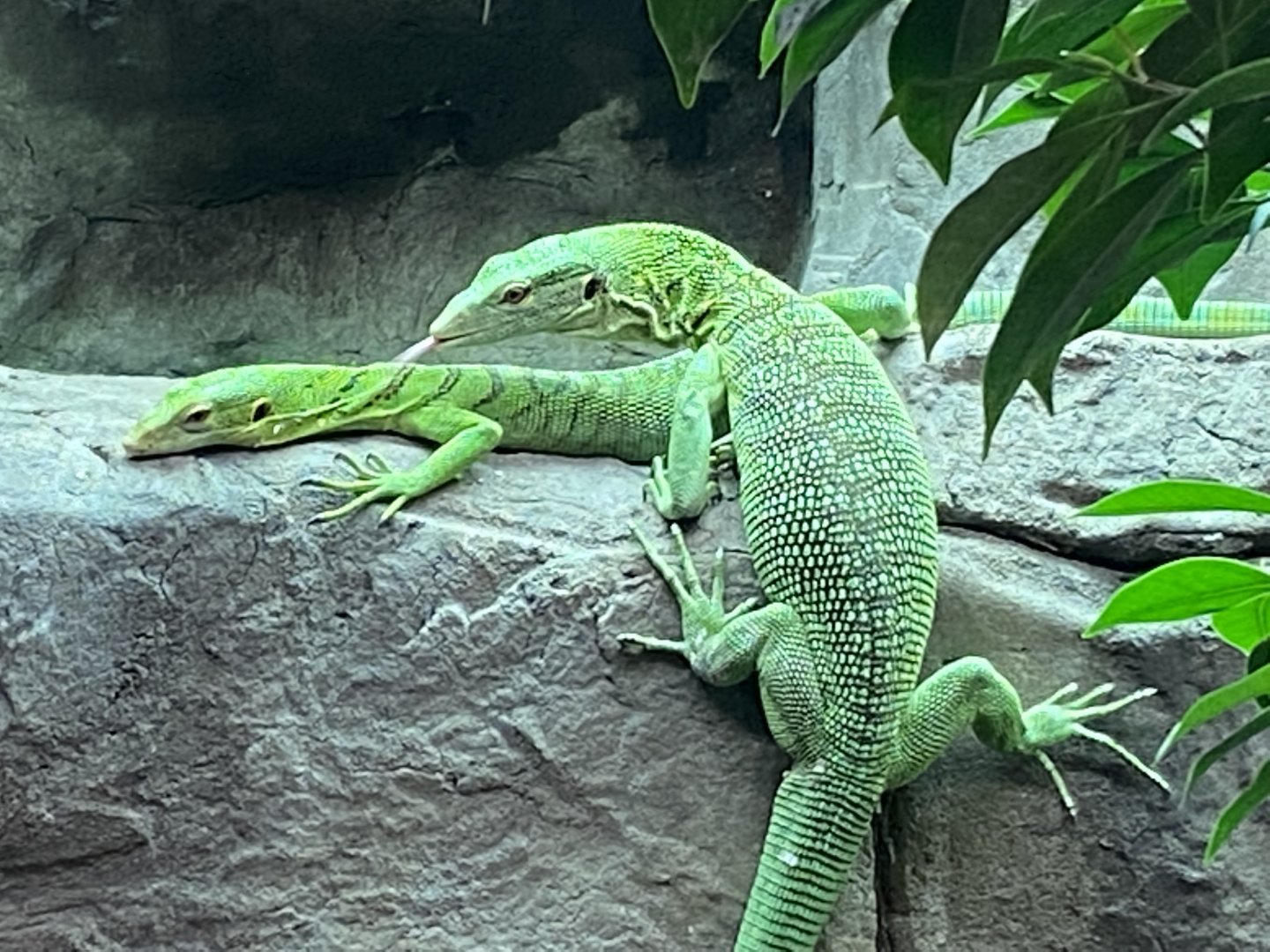 Reptile House - Emerald tree monitors 190622