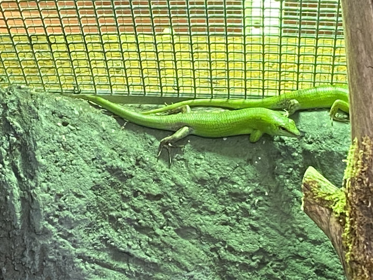 Reptile House - Emerald tree skink 120920