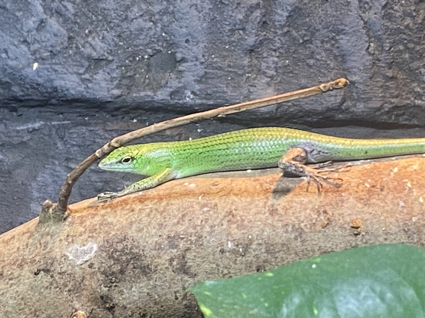 Reptile House - Emerald tree skink 280423