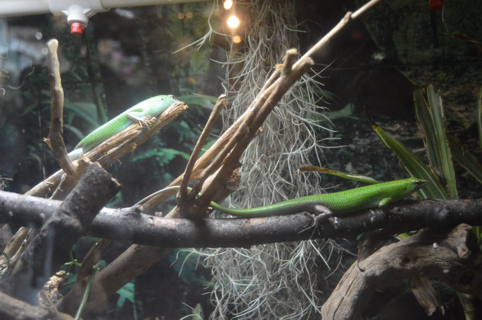 Reptile House - Emerald Tree Skink (Lamprolepis smaragdina)