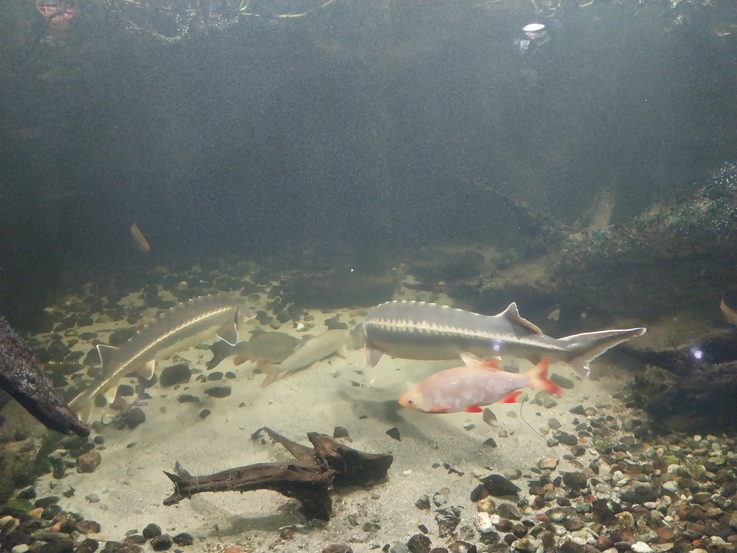 Reptile House - European Sturgeon (Acipenser sturio)