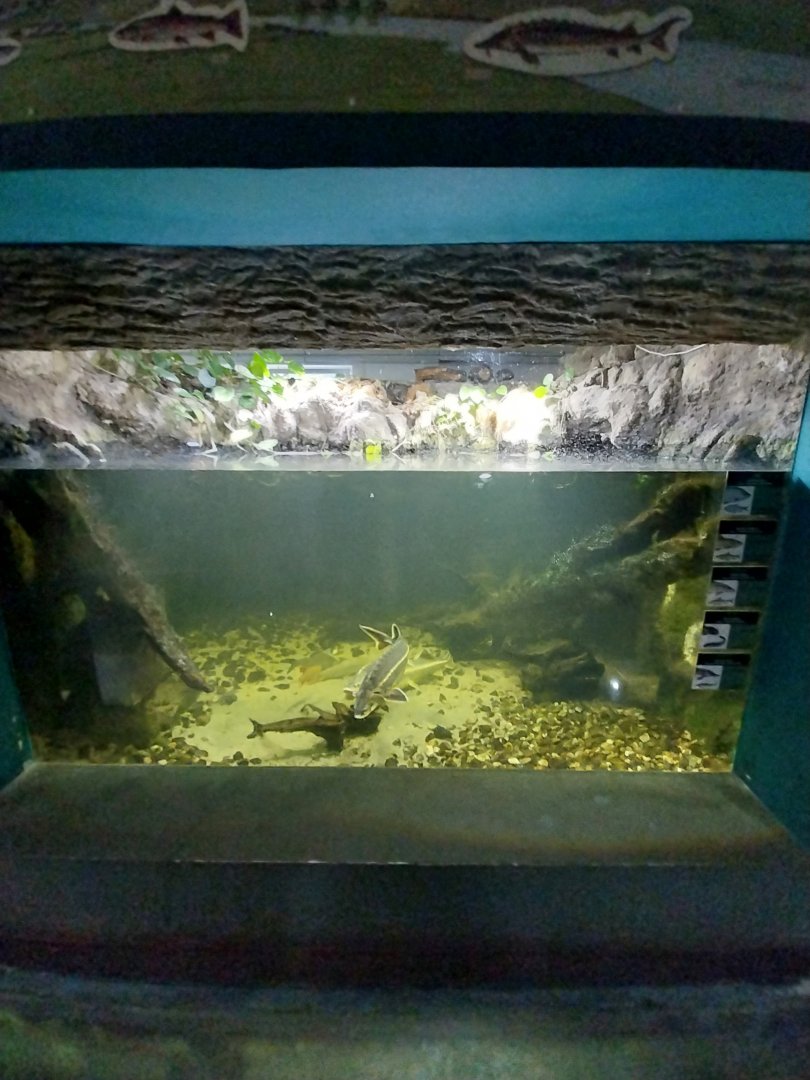 Reptile House - European Sturgeon