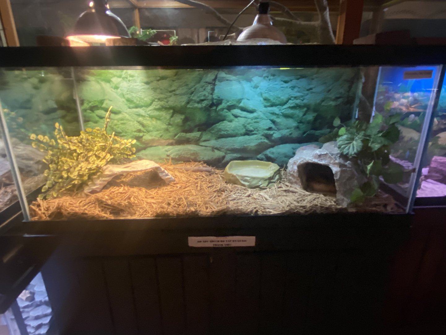 Reptile House - Everglades Rat Snake Terrarium