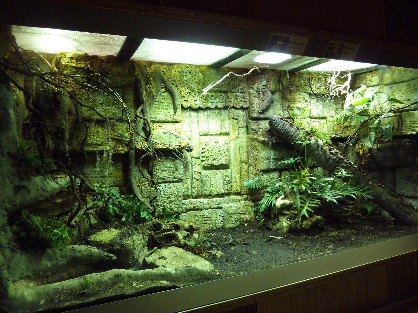 Reptile House Exhibit (3 Species)