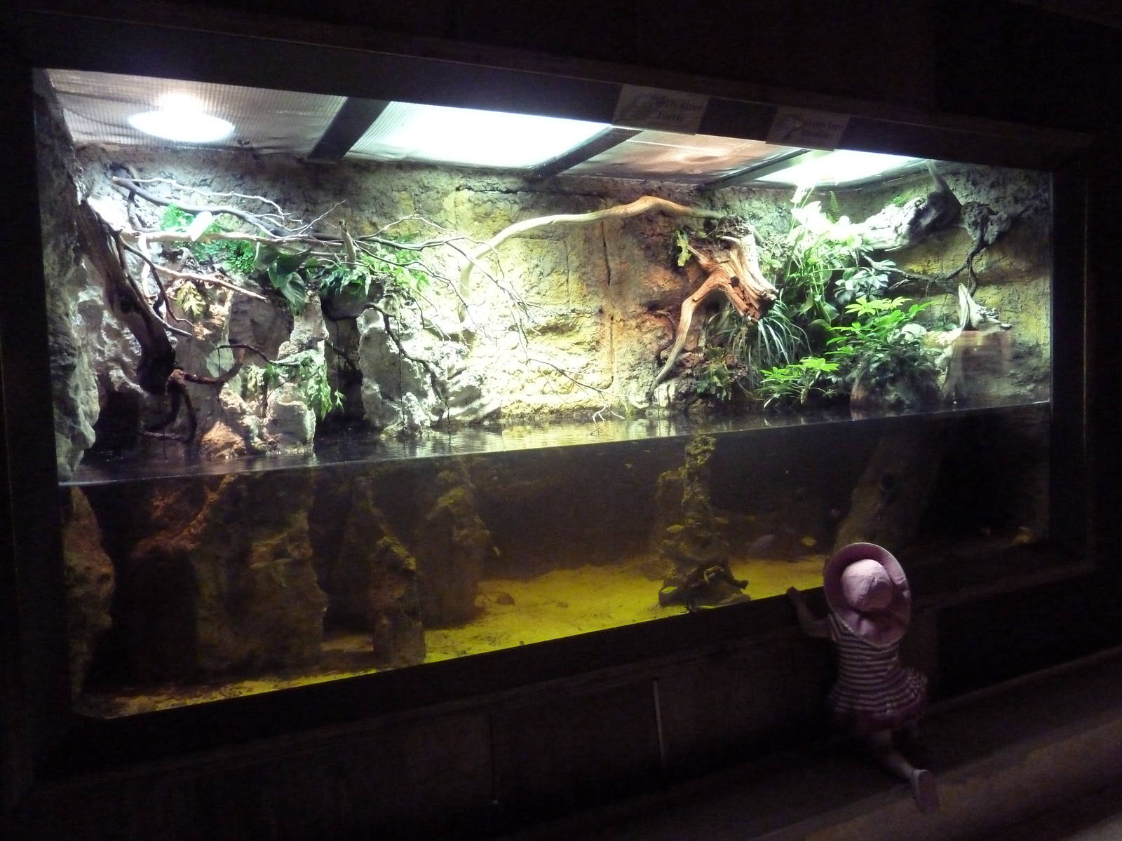 Reptile House Exhibit (3 Species)