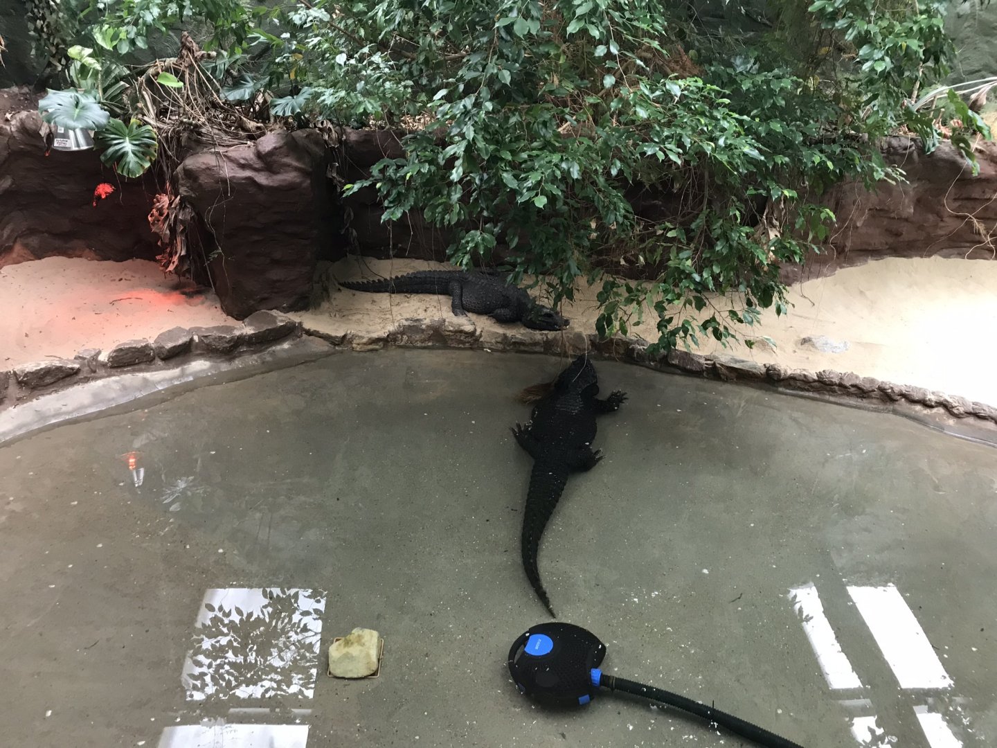 Reptile House - exhibit for West African Dwarf crocodiles and Giant Asian Pond turtles 230619