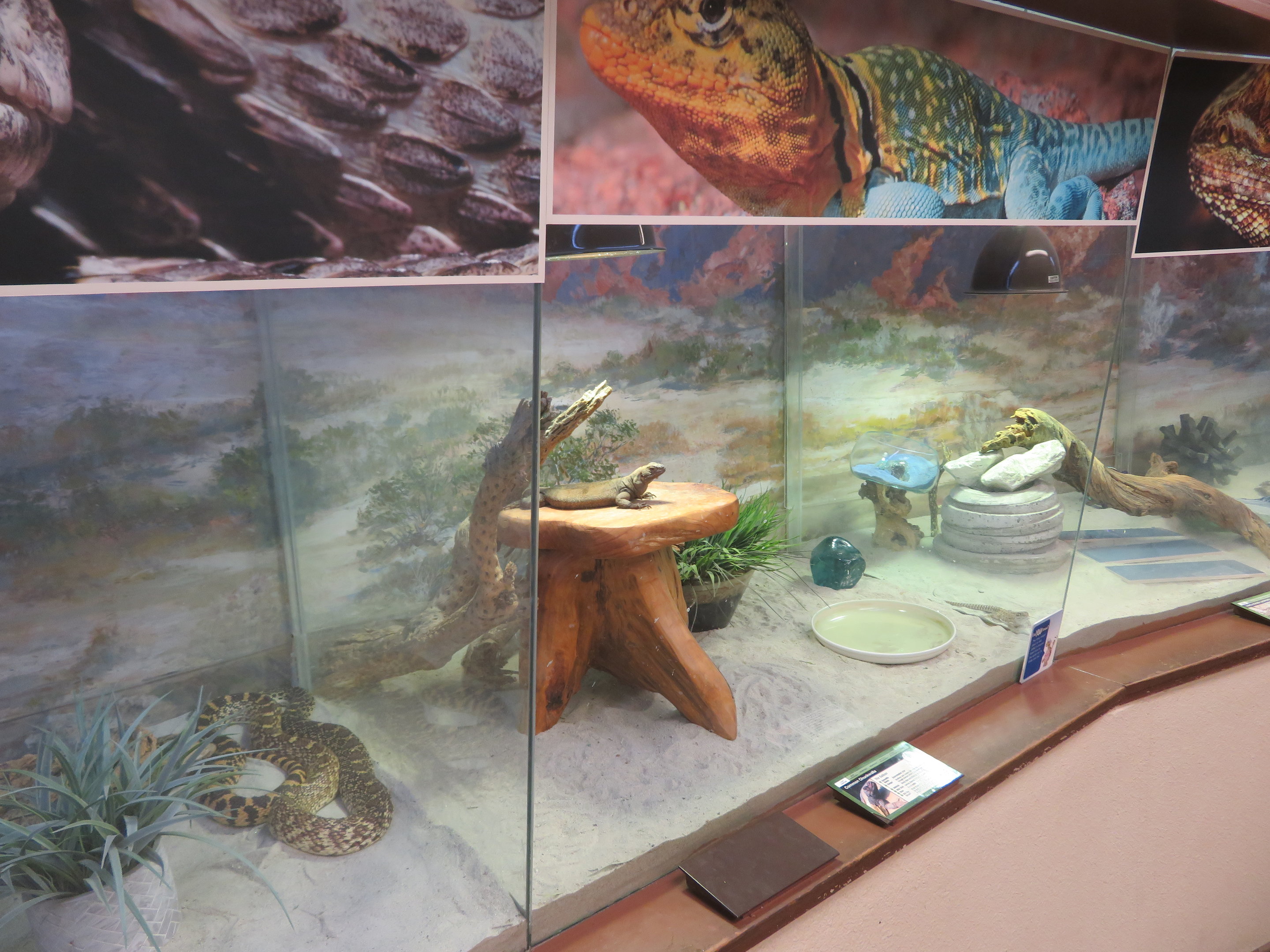 Reptile House Exhibits