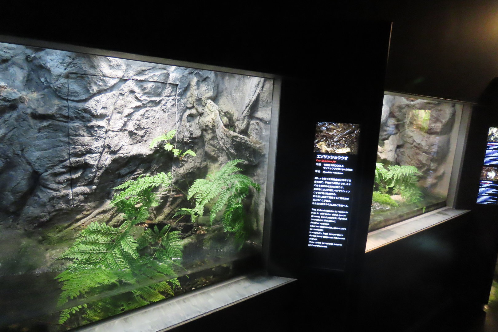 Reptile house exhibits