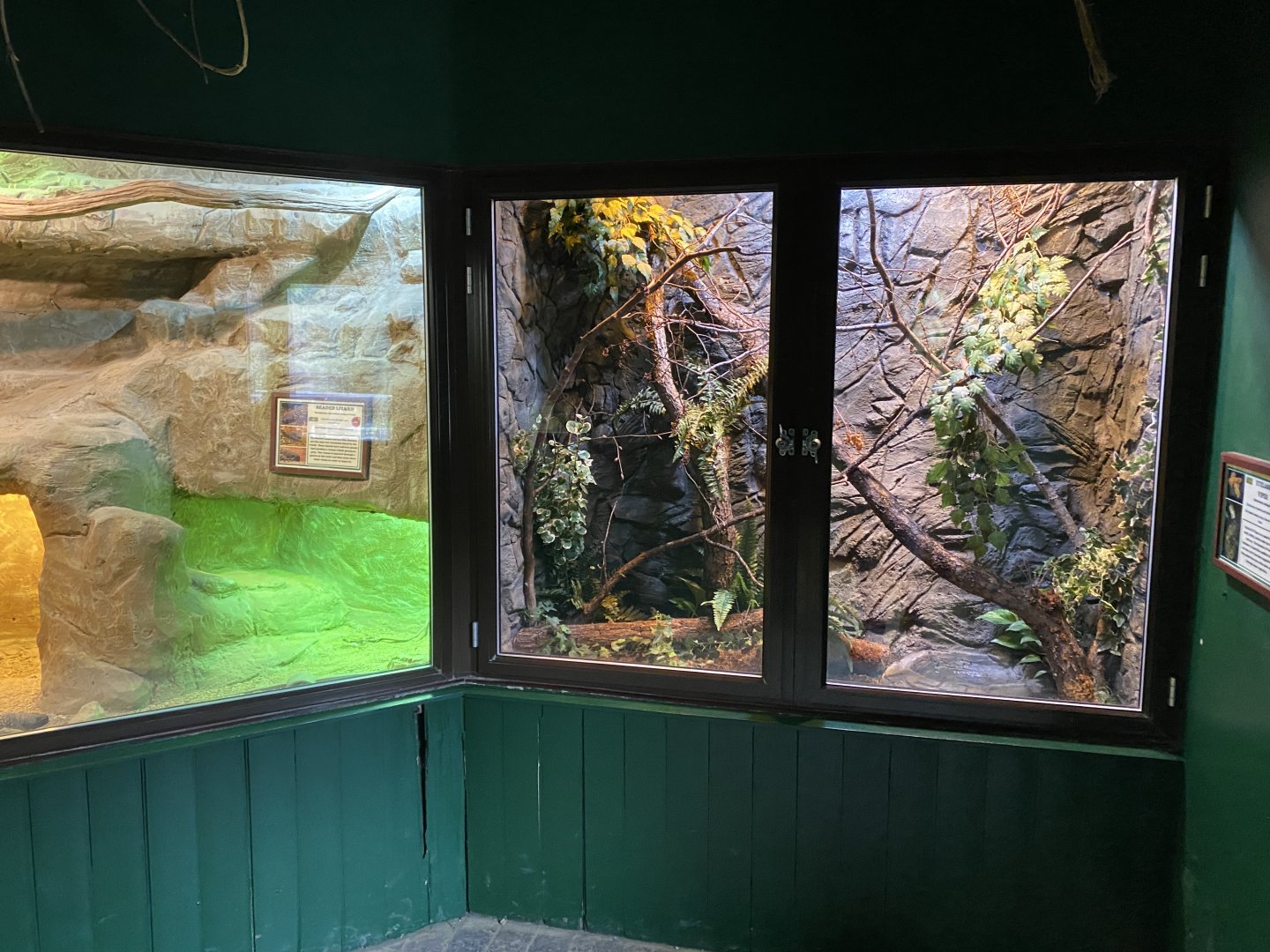 Reptile House - Eyelash viper exhibit 280222