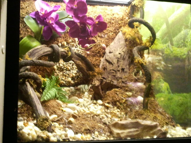 Reptile House-Eyelash Viper exhibit