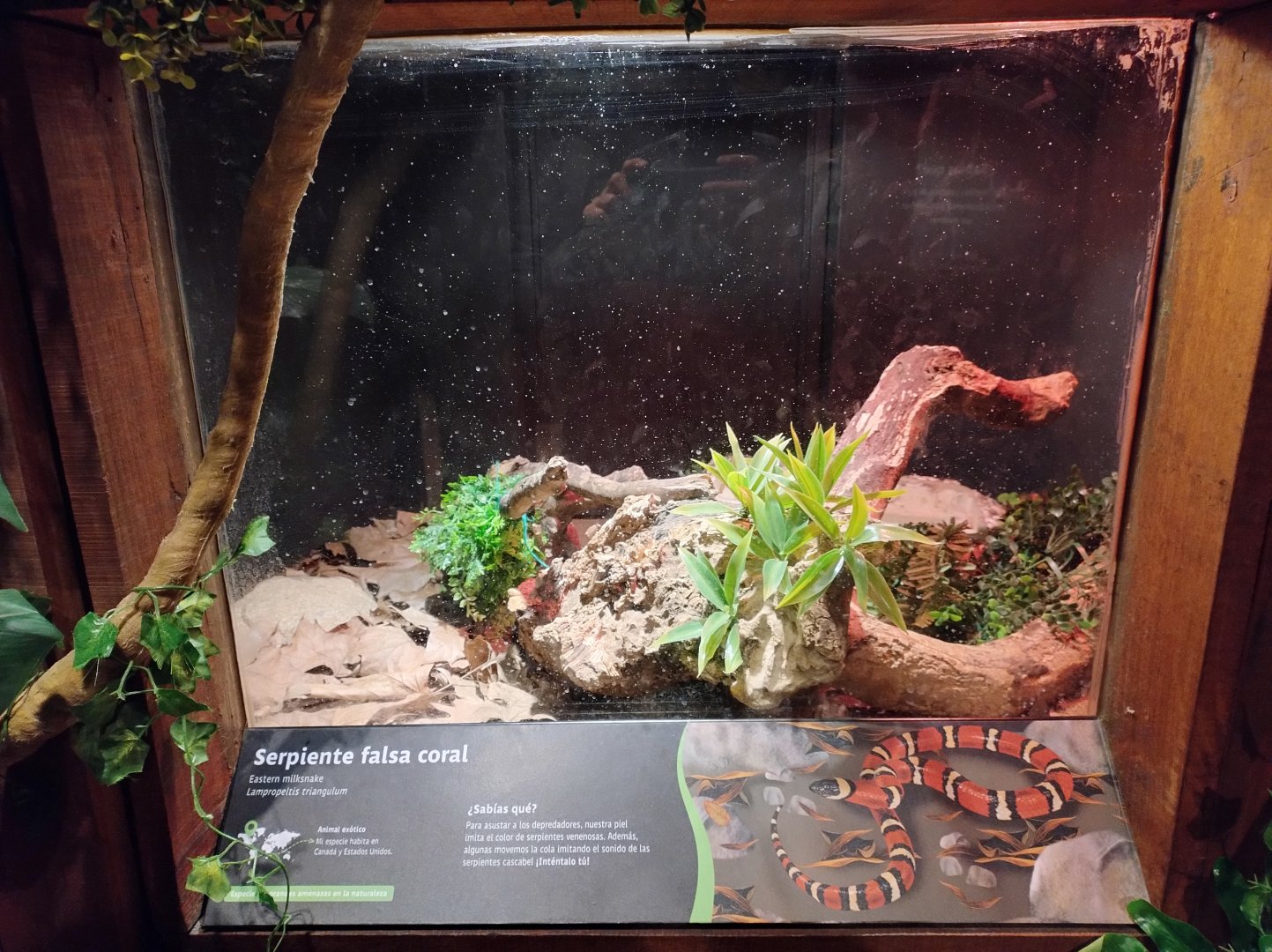 Reptile house false coral exhibit - Santiago zoo (Zoologico nacional)