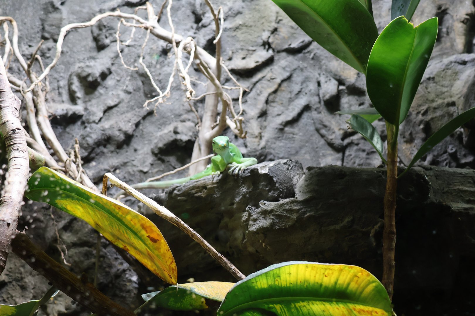 Reptile House - Fiji banded iguana (Brachylophus fasciatus)