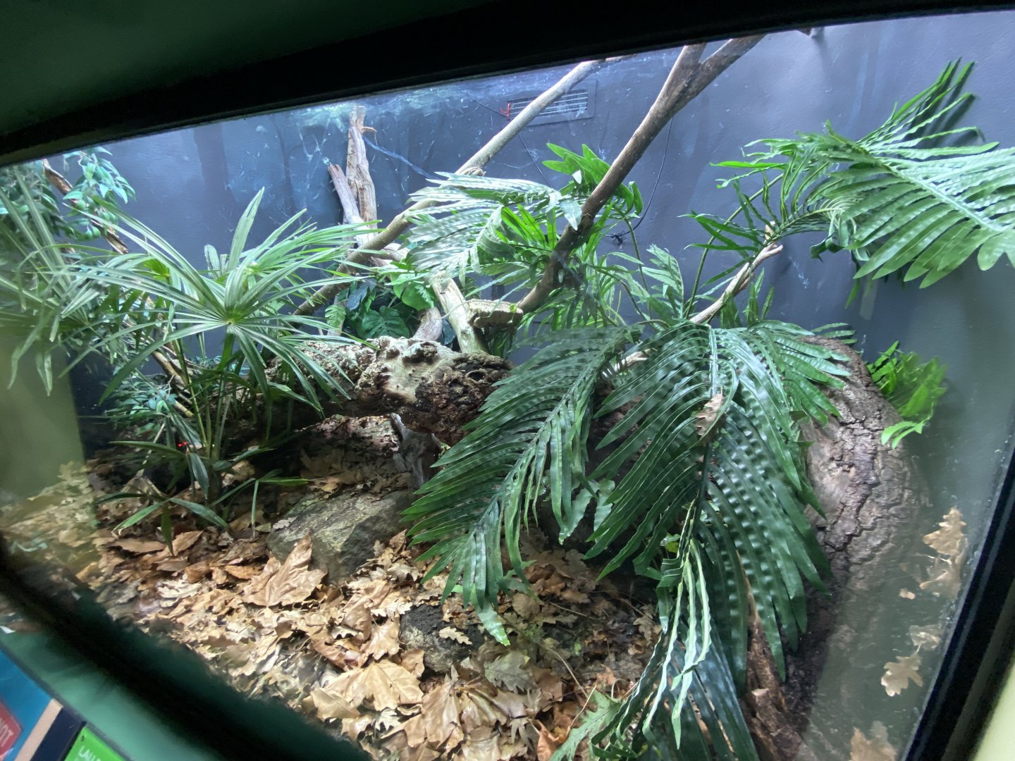 Reptile House - Fiji banded iguana exhibit 180322