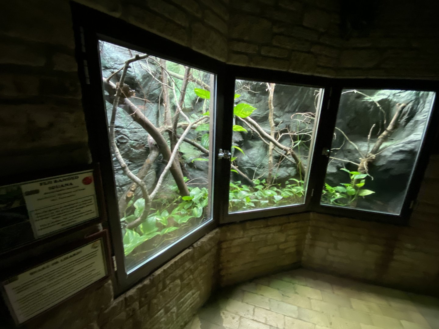 Reptile House - Fiji banded iguana exhibit 280222