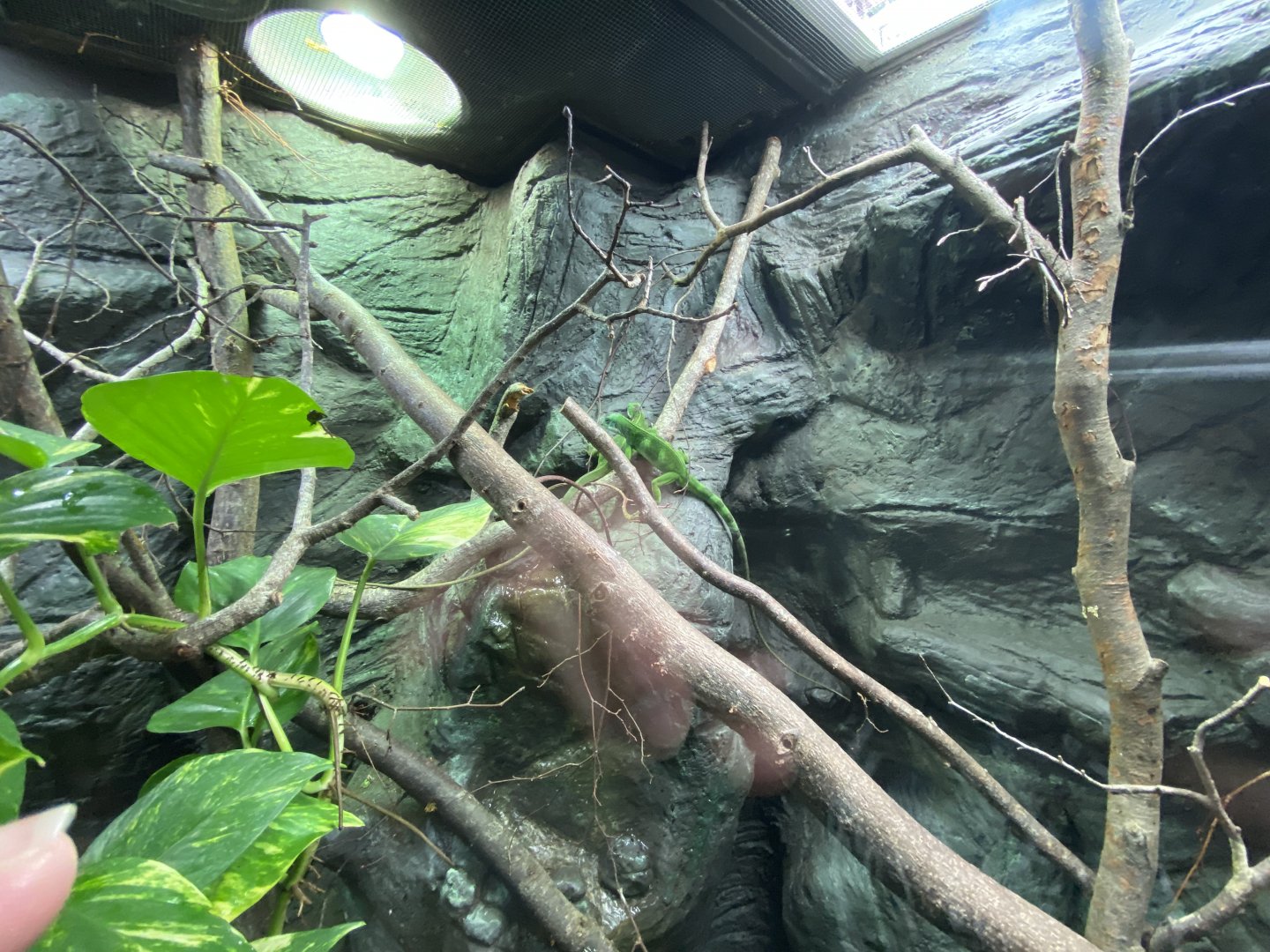 Reptile House - Fiji banded iguana exhibit 280222