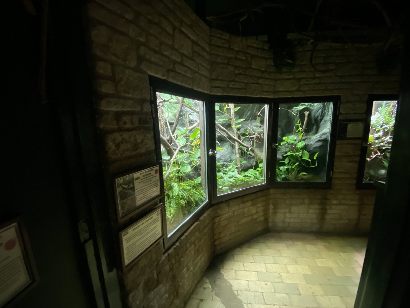 Reptile House - Fiji banded iguana exhibit 280423