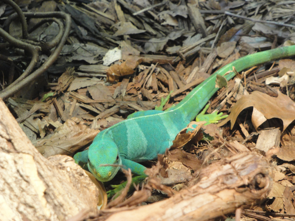 Reptile House - Fijian Banded Iguana