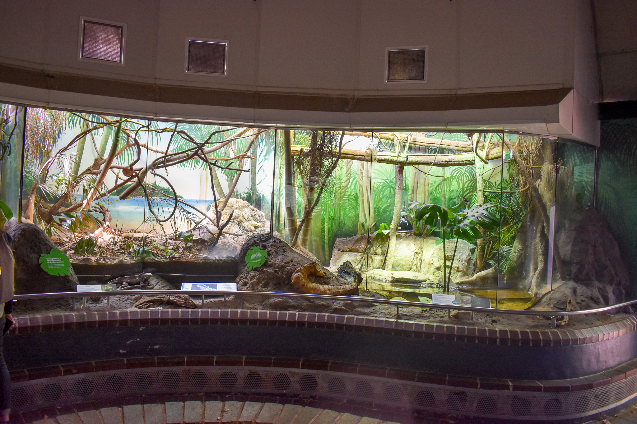 Reptile House - Fijian Crested Iguana and Merten's Water Monitor Exhibits