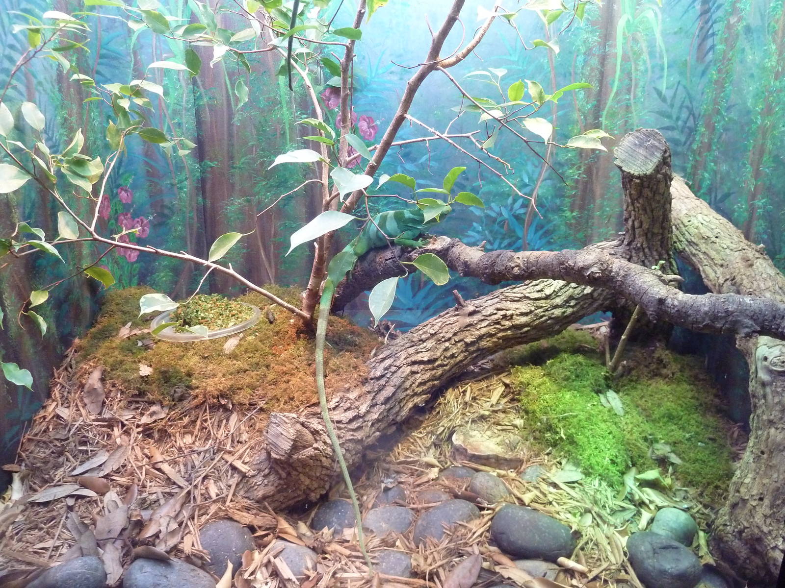 Reptile House - Fijian Iguana Exhibit