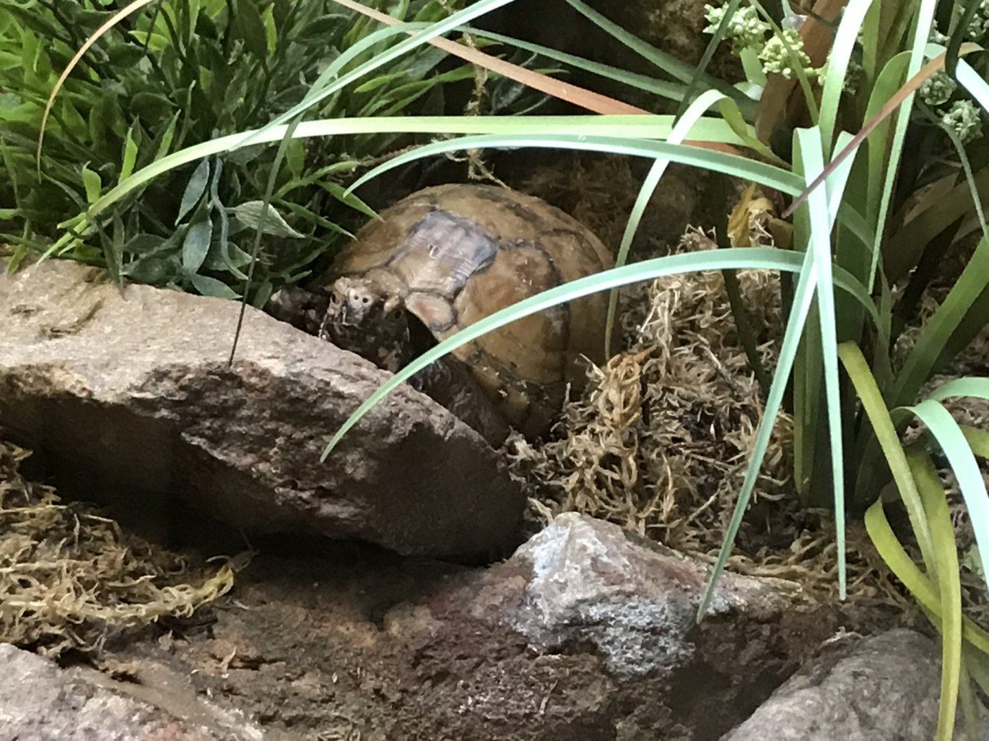 Reptile House - Florida box turtle 230619