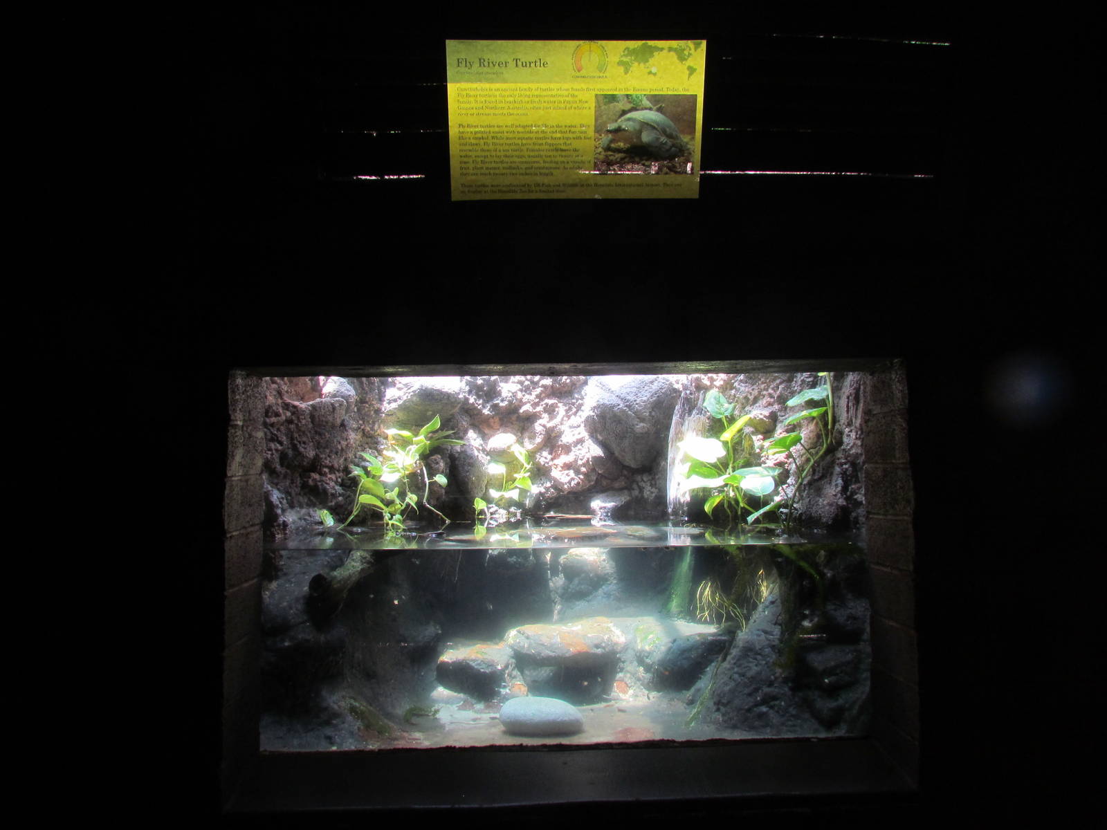 Reptile House - Fly River Turtle