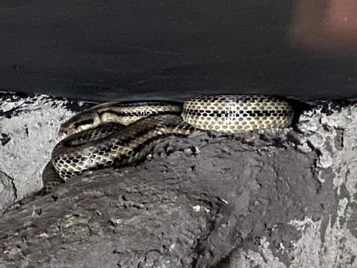 Reptile House - Four-lined ratsnake 030924