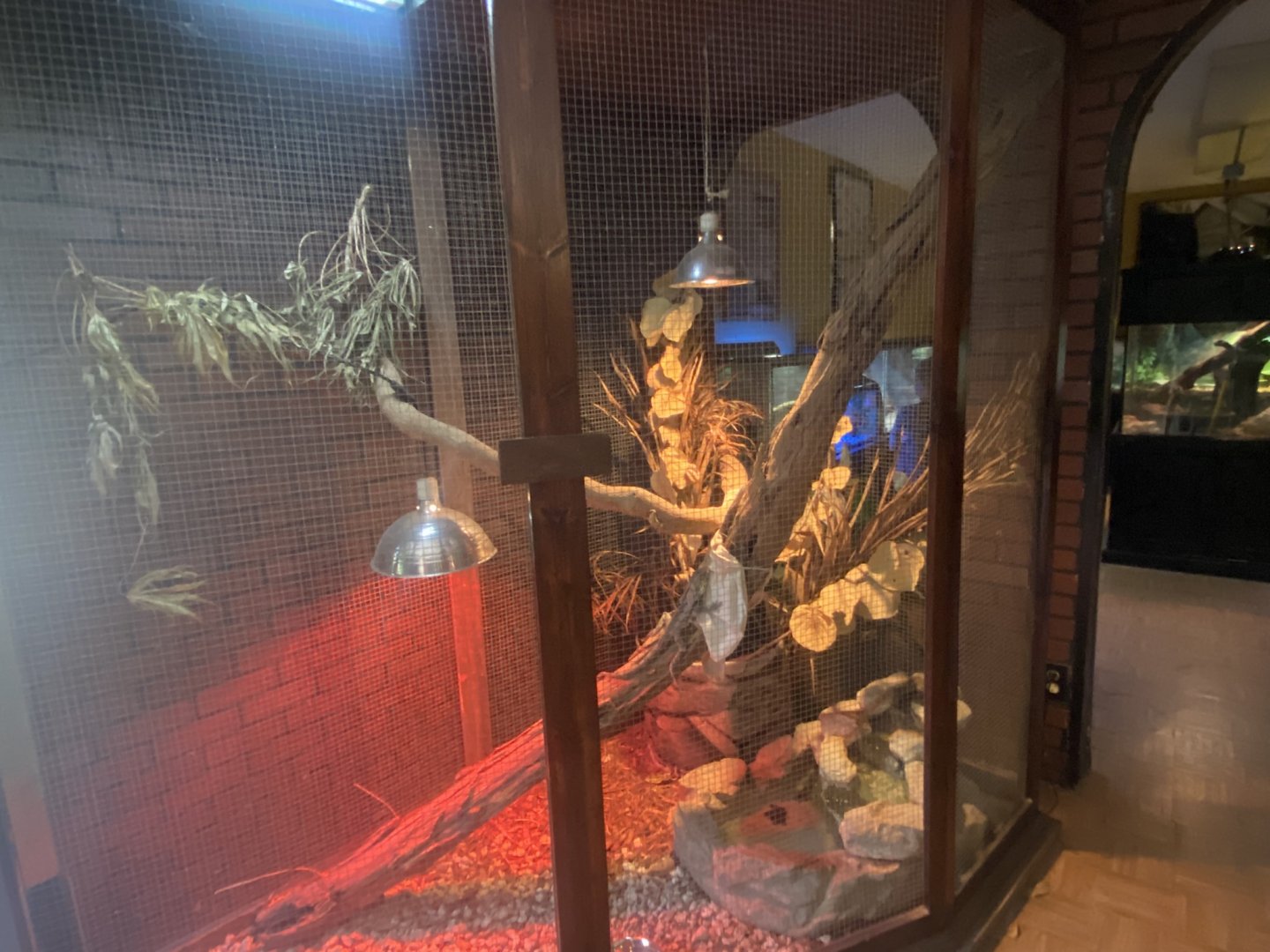 Reptile House - Frill-Necked Lizard Exhibit