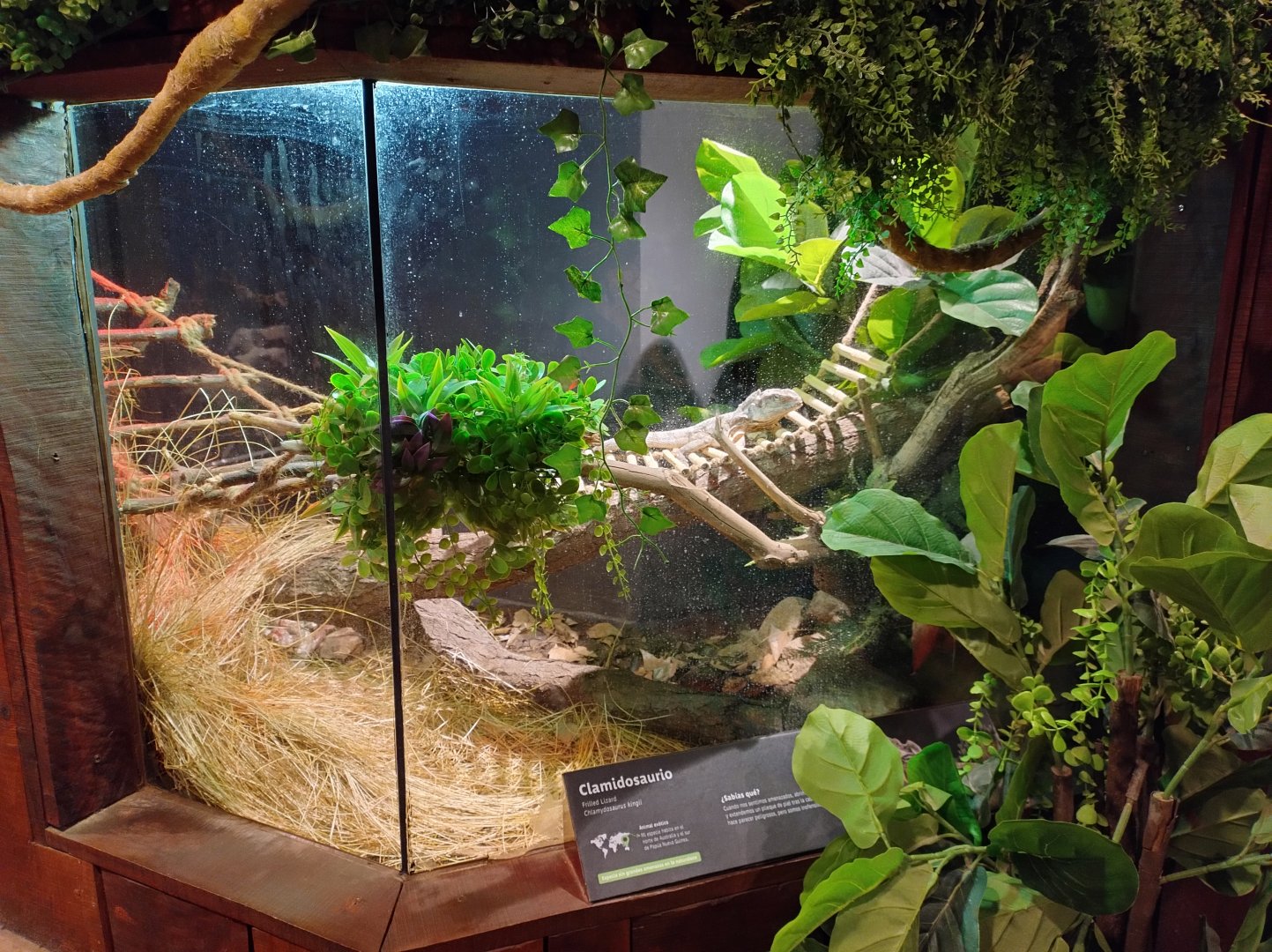 Reptile house frilled lizard exhibit - Santiago zoo (Zoologico nacional)