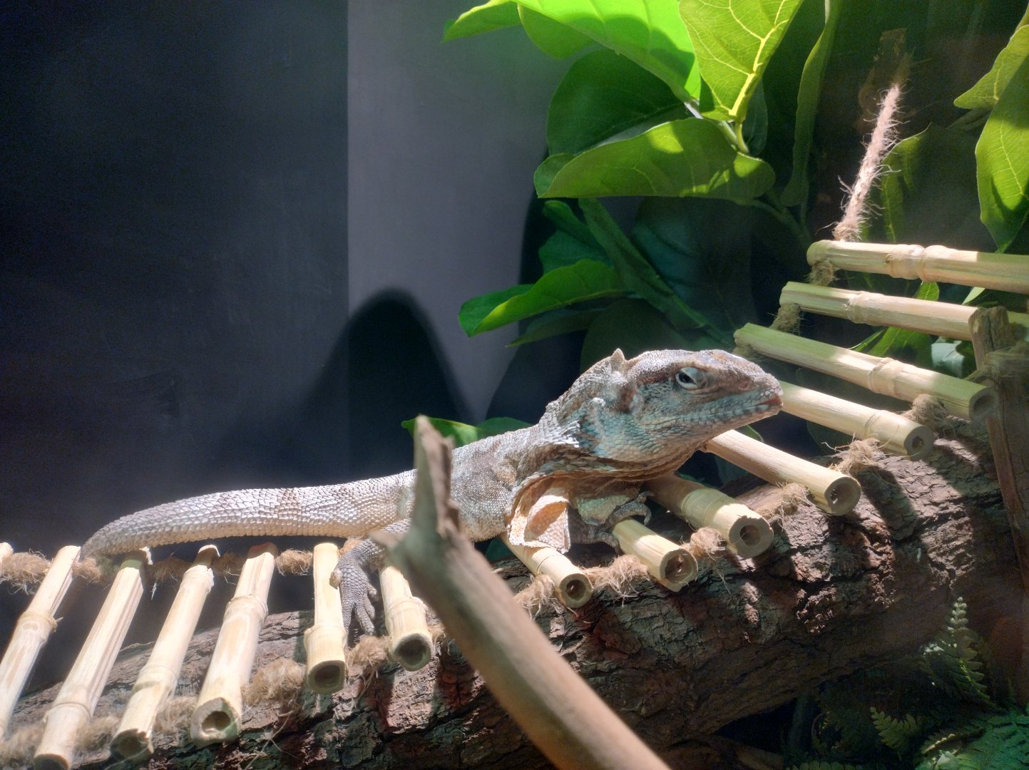 Reptile house frilled lizard - Santiago zoo (Zoologico nacional)