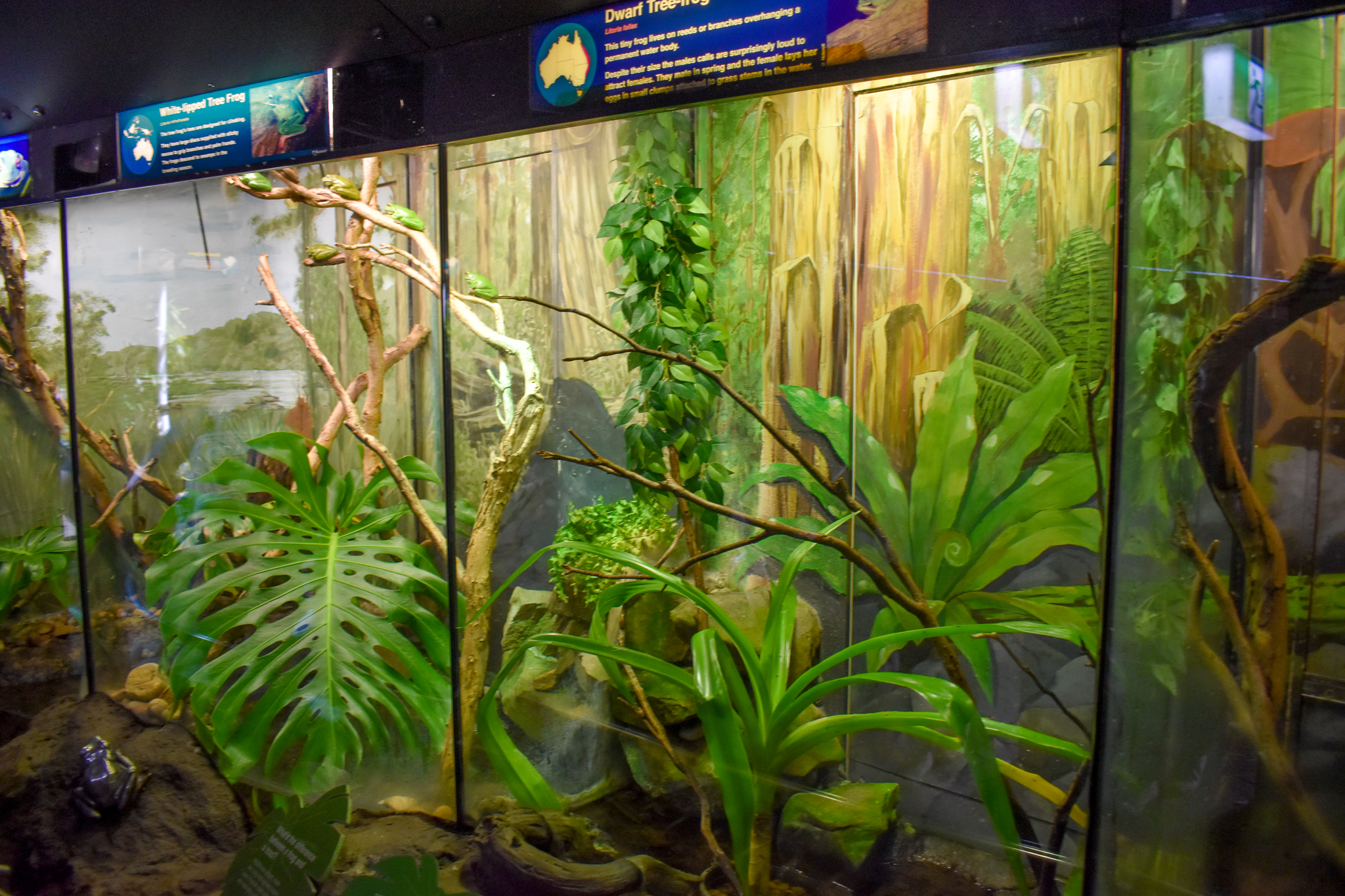 Reptile House - Frog Enclosures