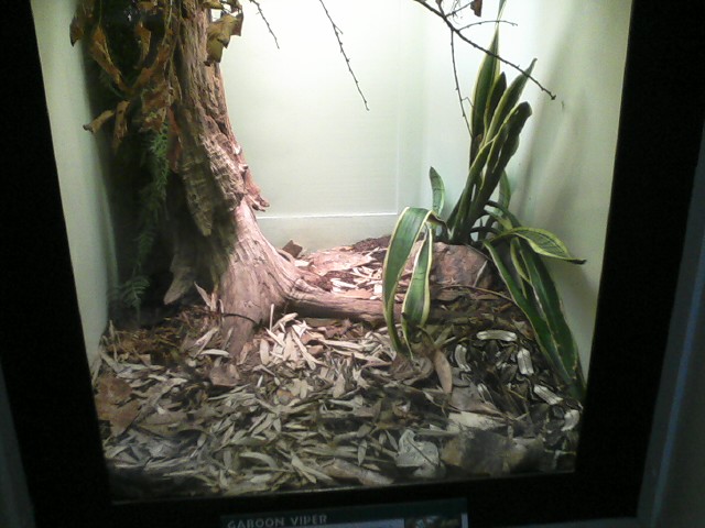 Reptile House- Gaboon Viper exhibit